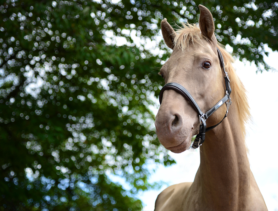 Azteken Hengst | King Amber