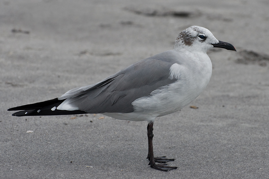 Aztekenmöwe - Laughing Gull (Larus atricilla)