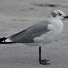 Aztekenmöwe - Laughing Gull (Larus atricilla)