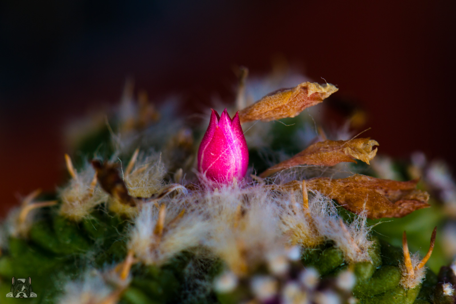 Aztekium ritterii im August 2016