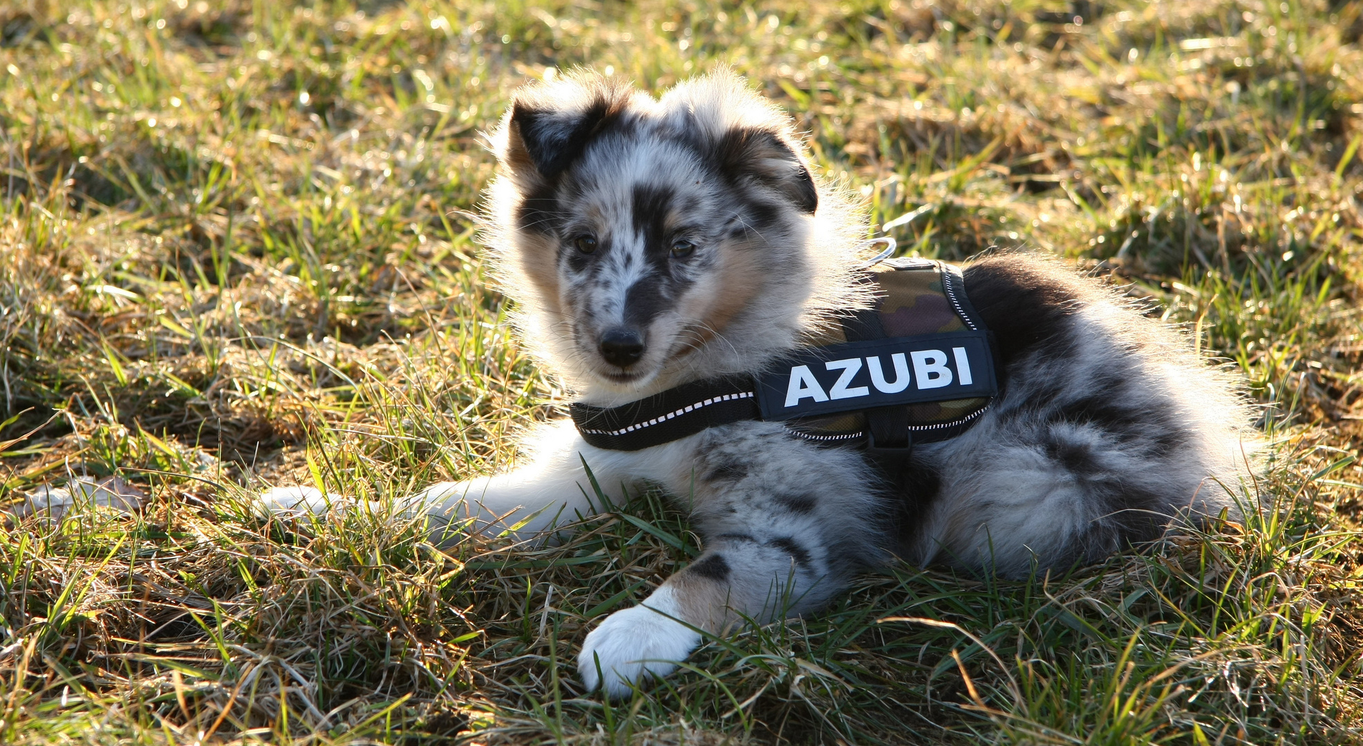 Azubi