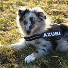 Azubi