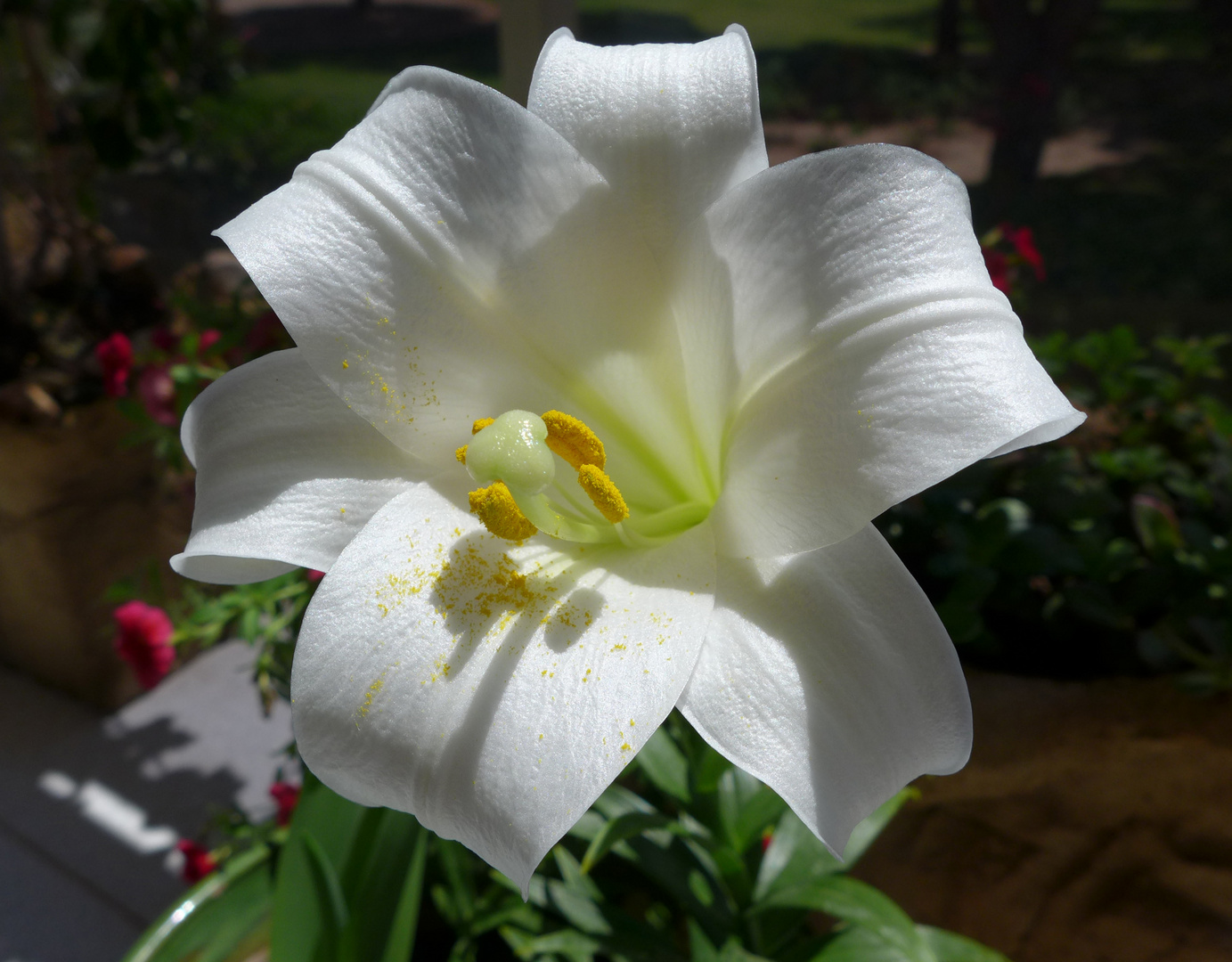 Azucena, Lilie, lilium