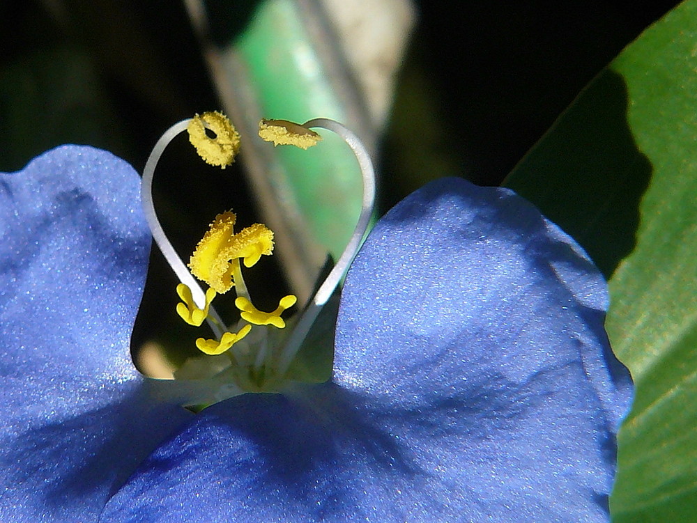 Azul