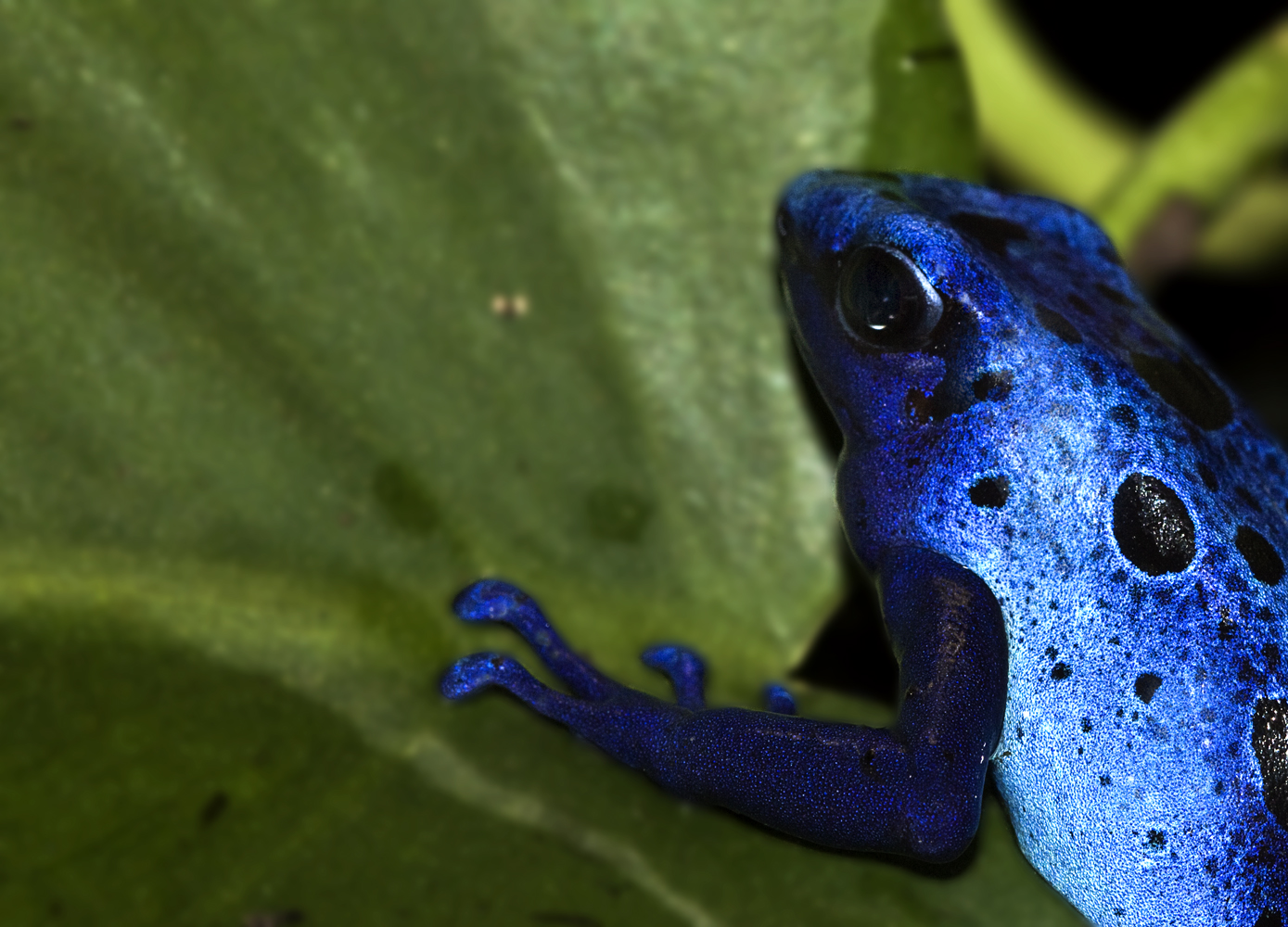 Azul cielo