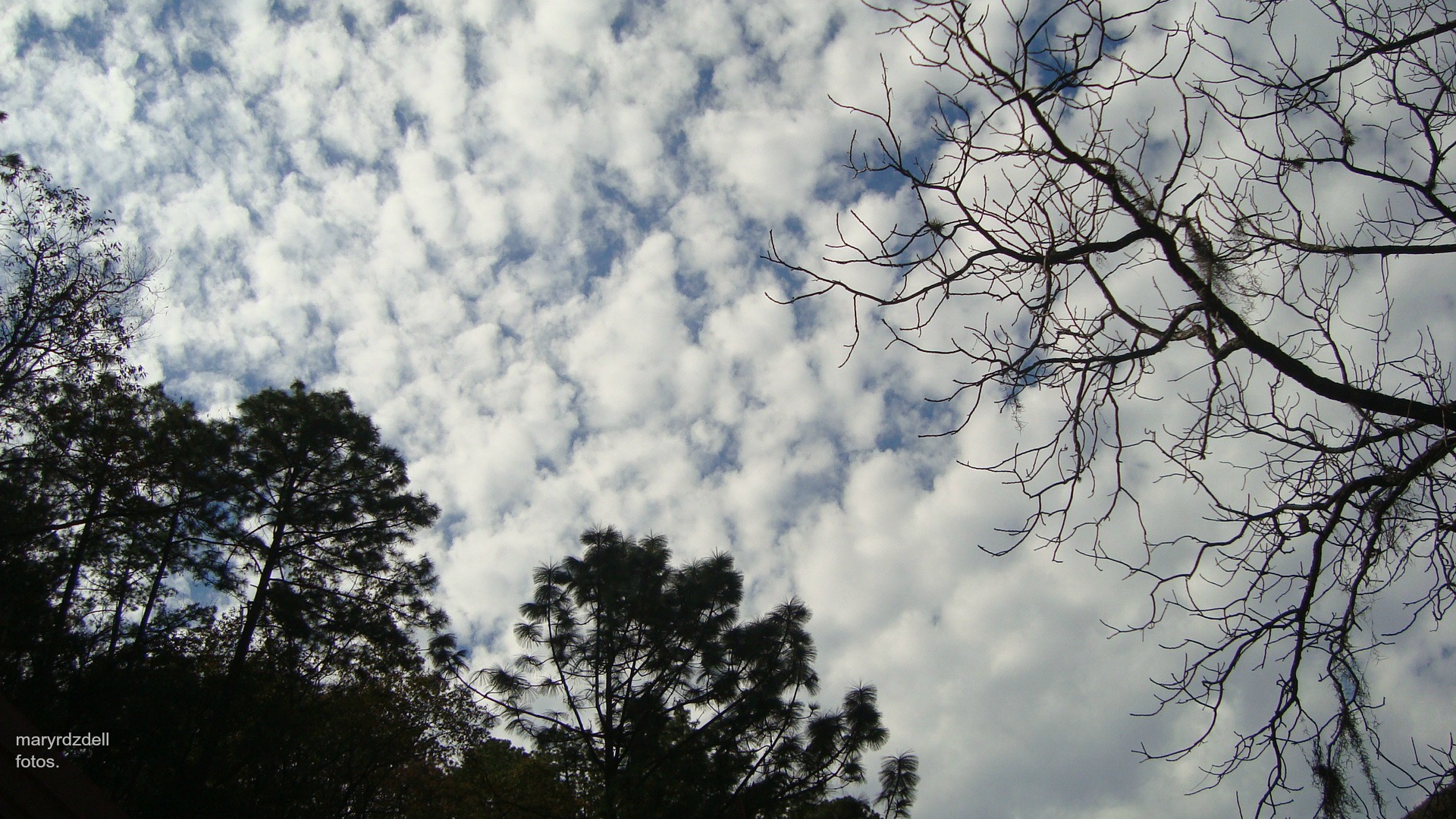 Azul Cielo .