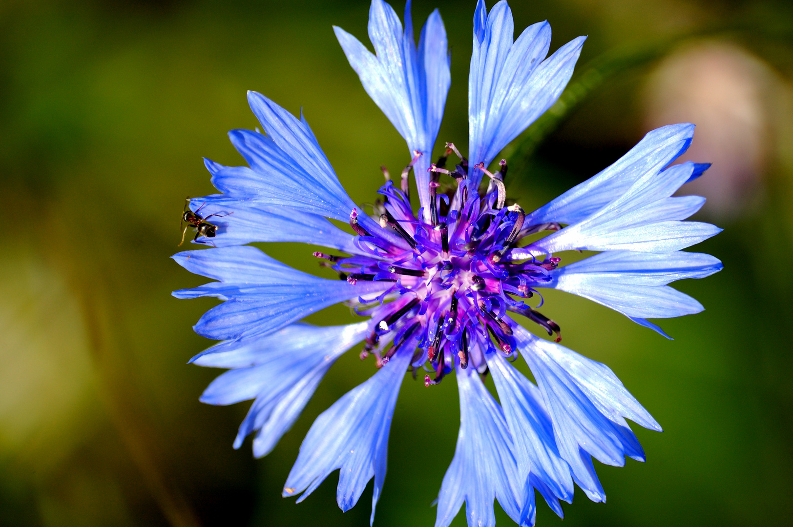 Azul cielo