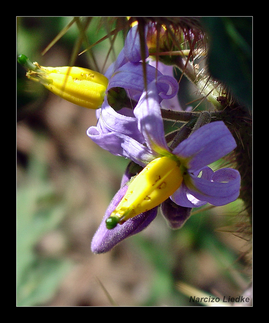 Azul e Amarelo