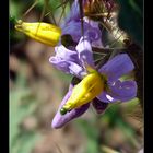 Azul e Amarelo