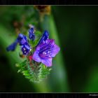 Azul en flor