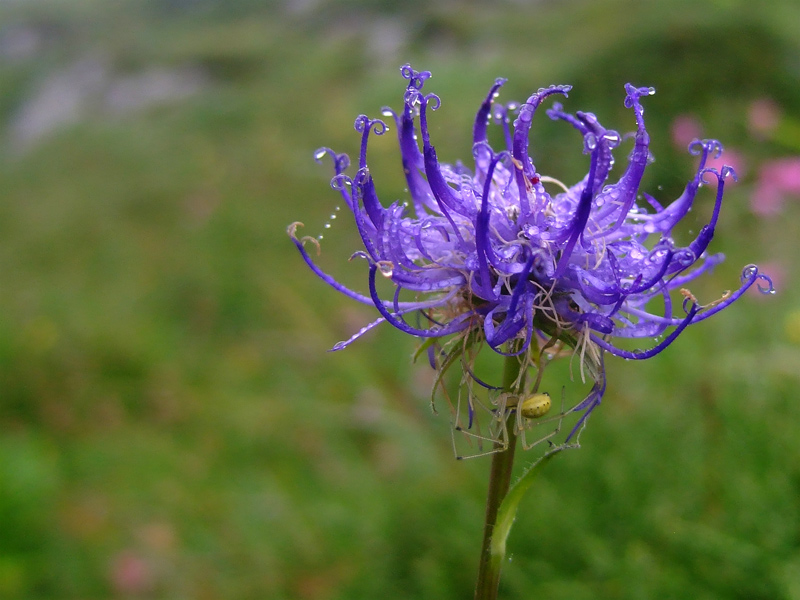 Azul en Picos de Europa ( para JJ Mendez)