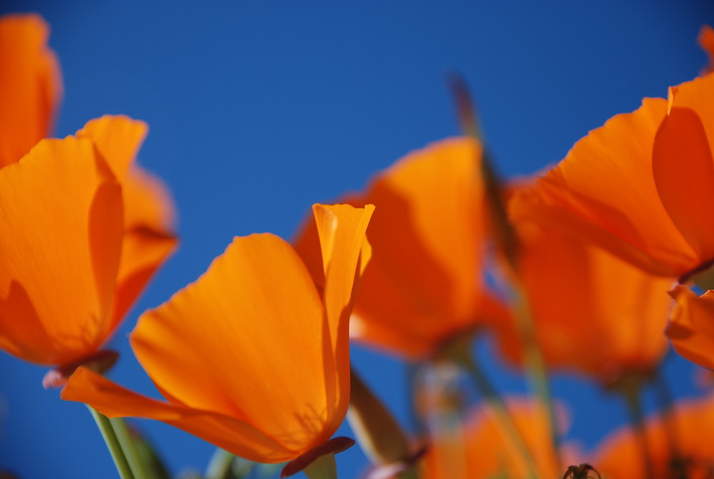 Azul naranja