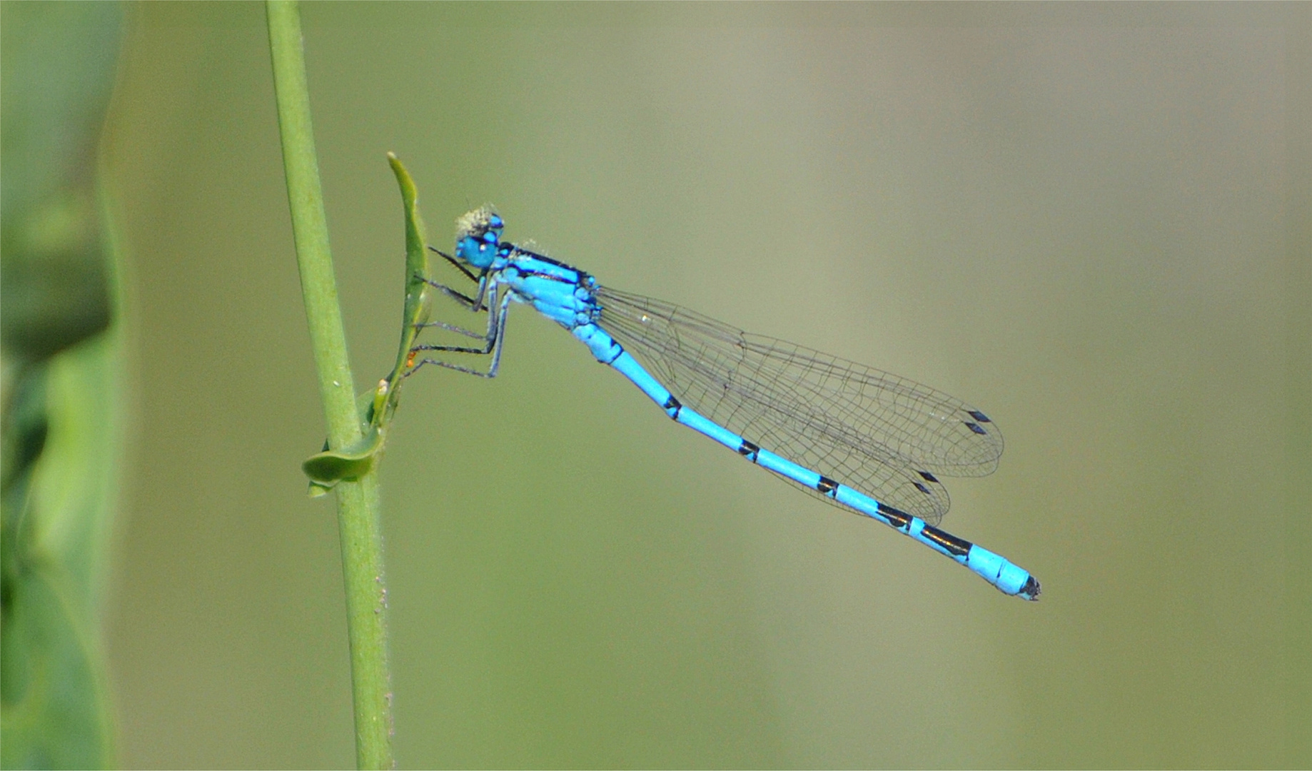 azul sobre verde