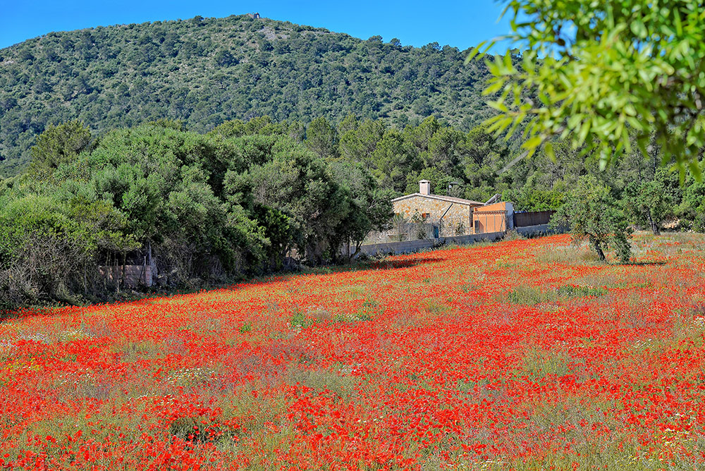 Azul, Verde, Rojo