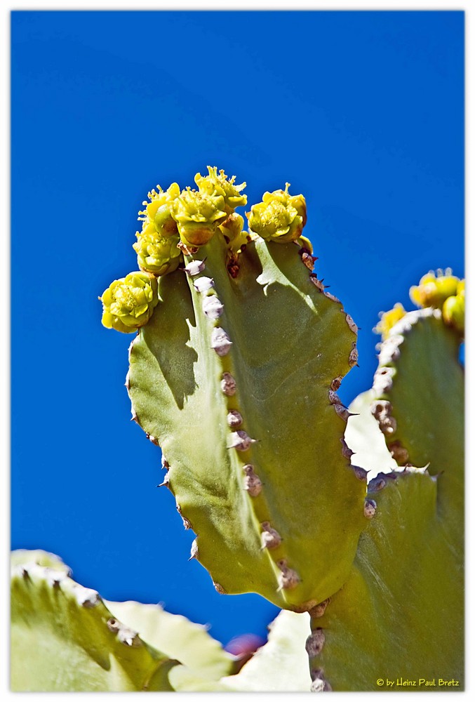 Azul, verde y amarillo