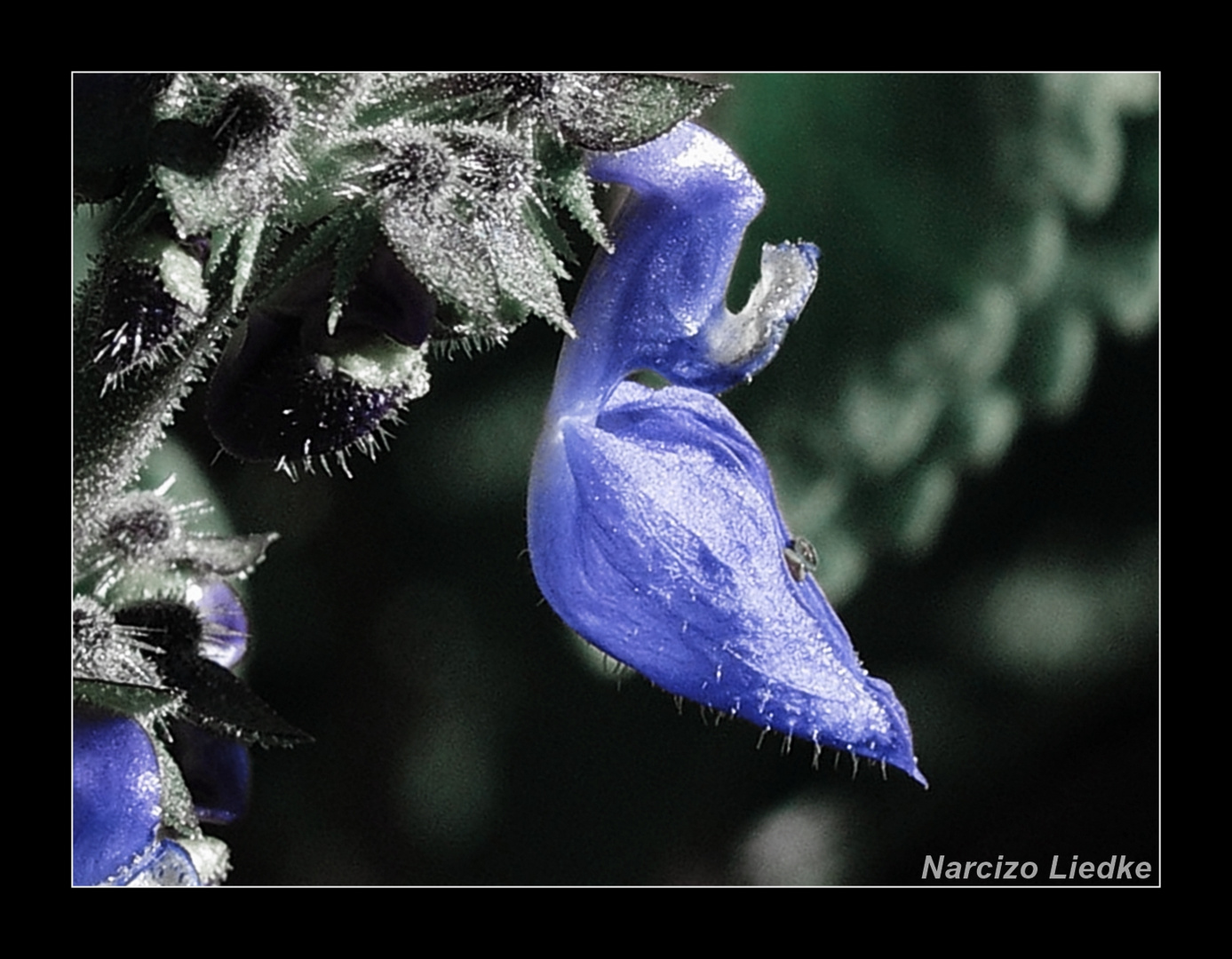 Azul VIII - Flor de Manjericão