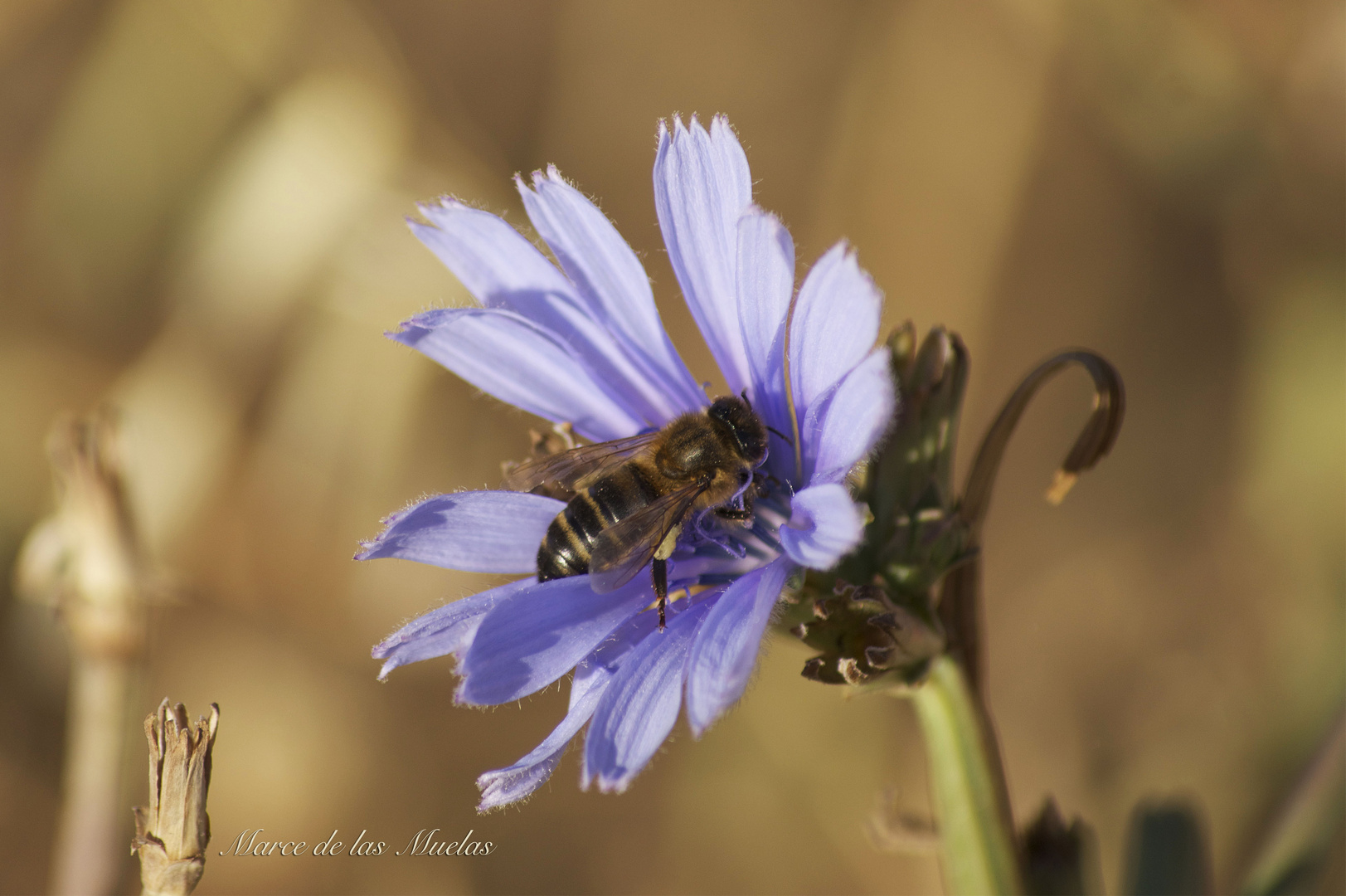 ...azul y abeja...