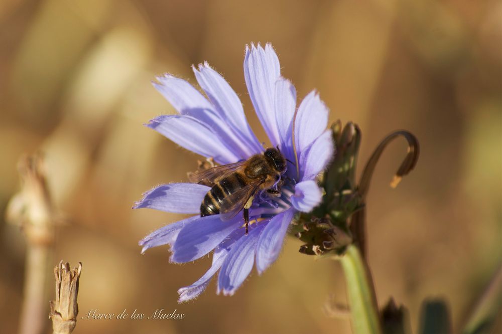 ...azul y abeja...