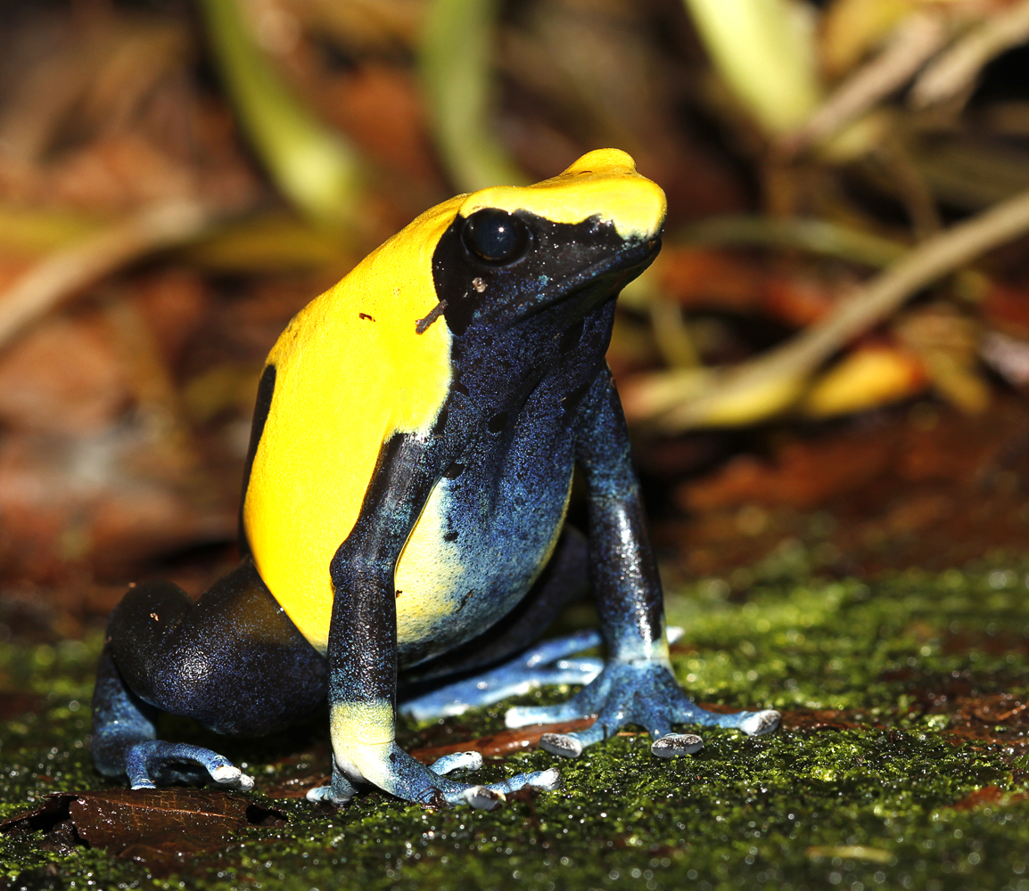 Azul y amarilla