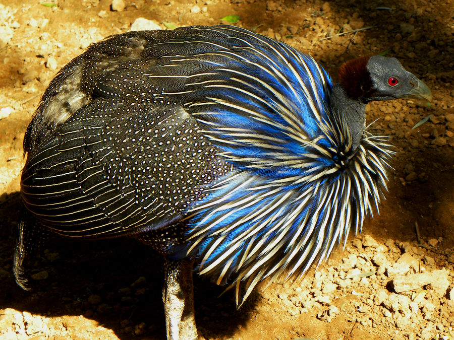 Azul y Negro