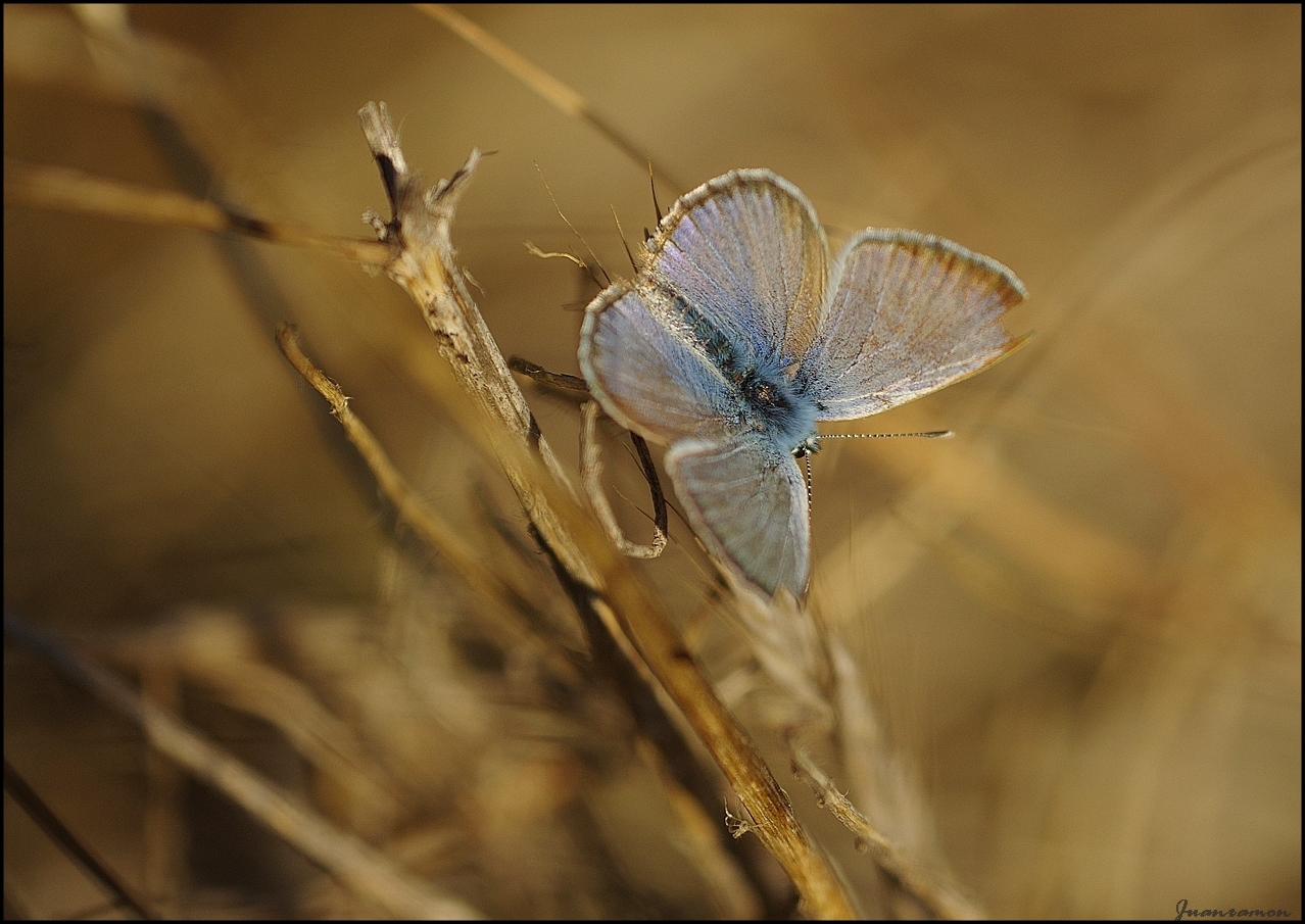 Azul y ocre