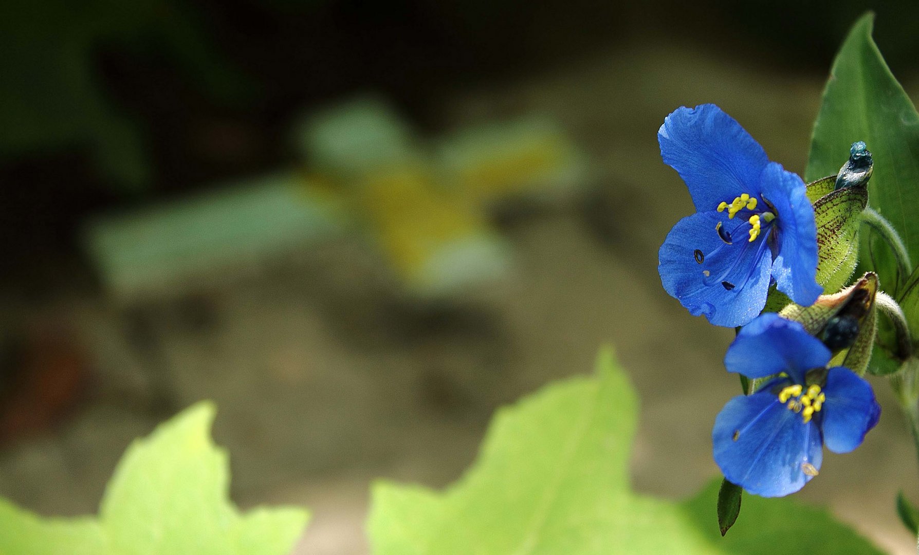 azules