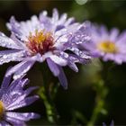 Azur Aster.............