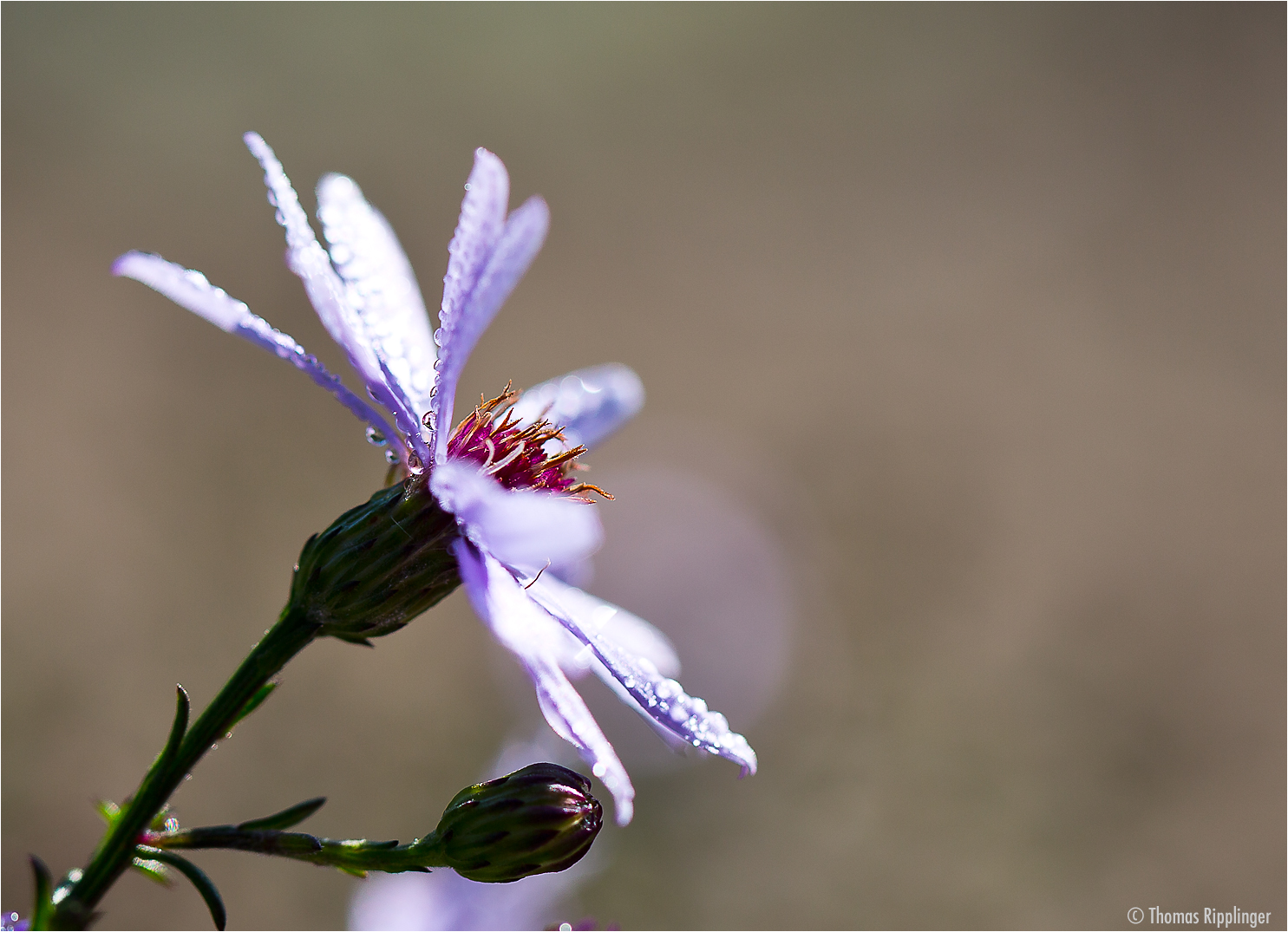 Azur Aster...