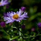 Azur Aster...............