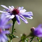 Azur Aster