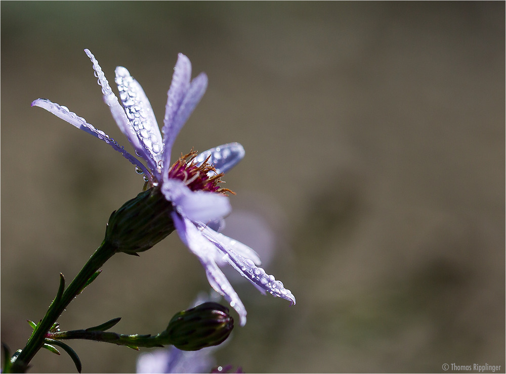 Azur Aster...