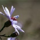 Azur Aster...