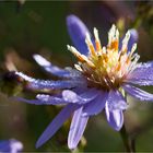 Azur Aster.....