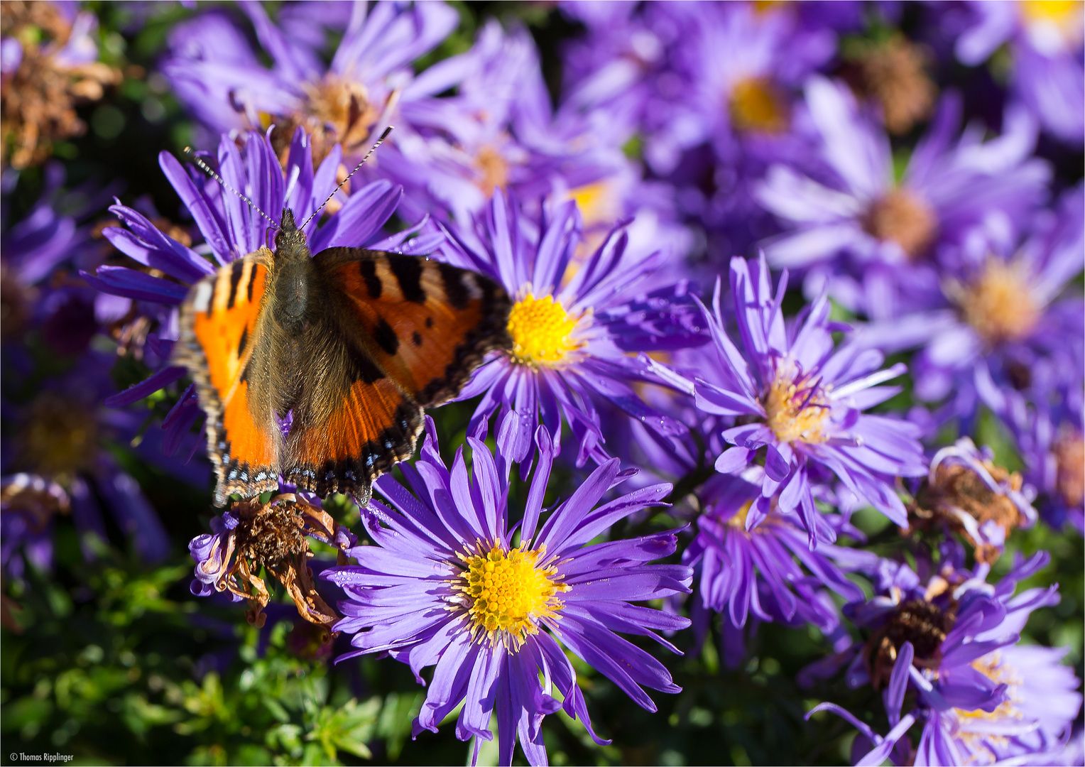 Azur Aster.........