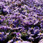 Azur Aster....................