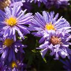 Azur Aster...........