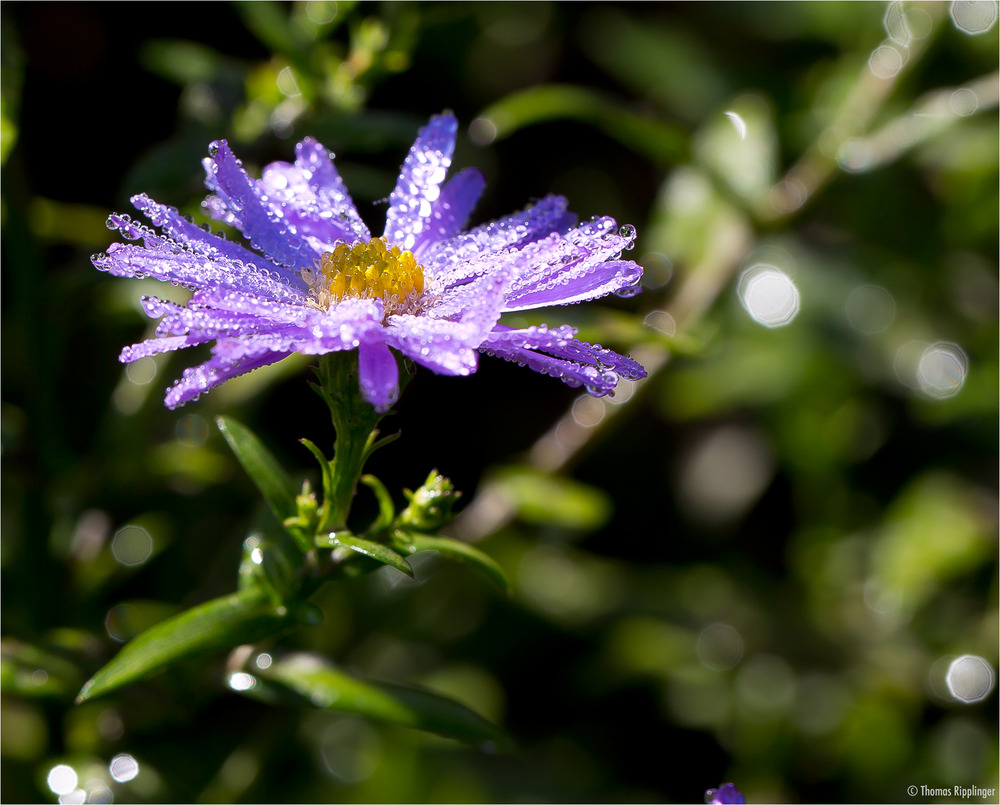 Azur Aster.................