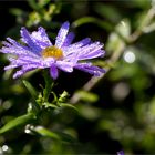 Azur Aster.................