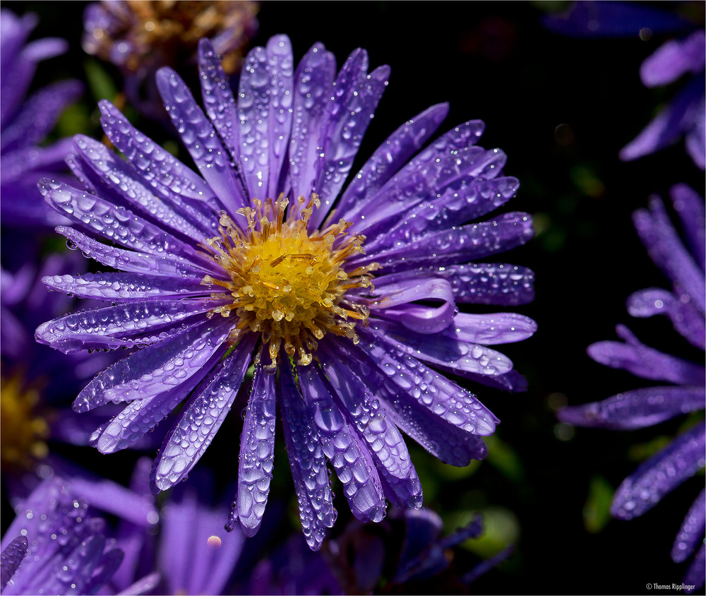 Azur Aster (Aster azureus)