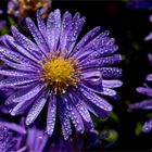 Azur Aster (Aster azureus)