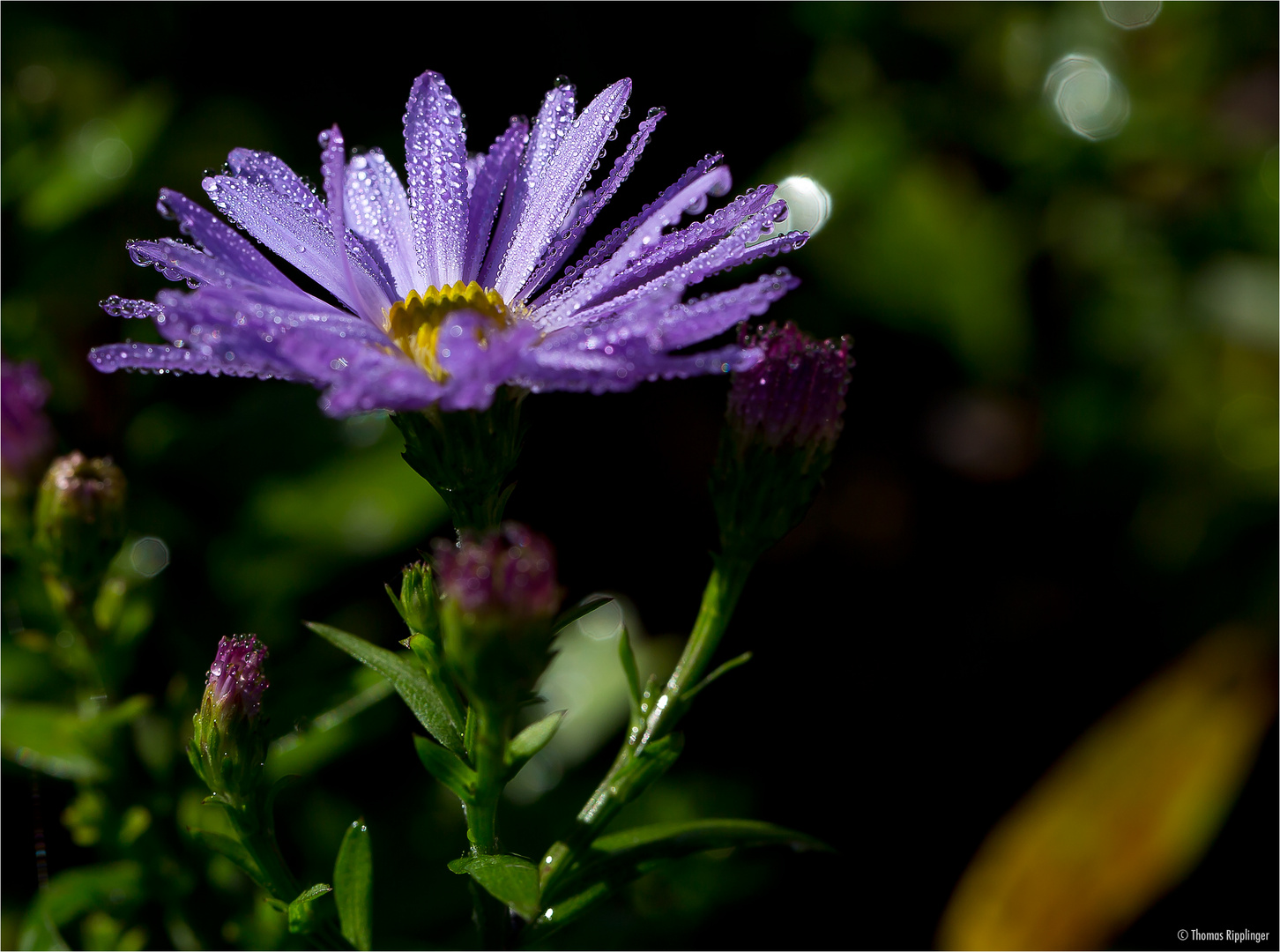 Azur Aster..............