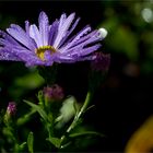 Azur Aster..............