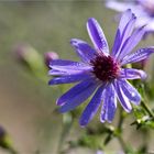 Azur Aster.