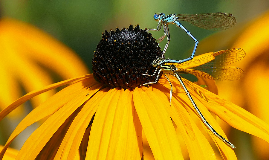 Azur-Hufeisenlibelle-auf-Sonnenhut2