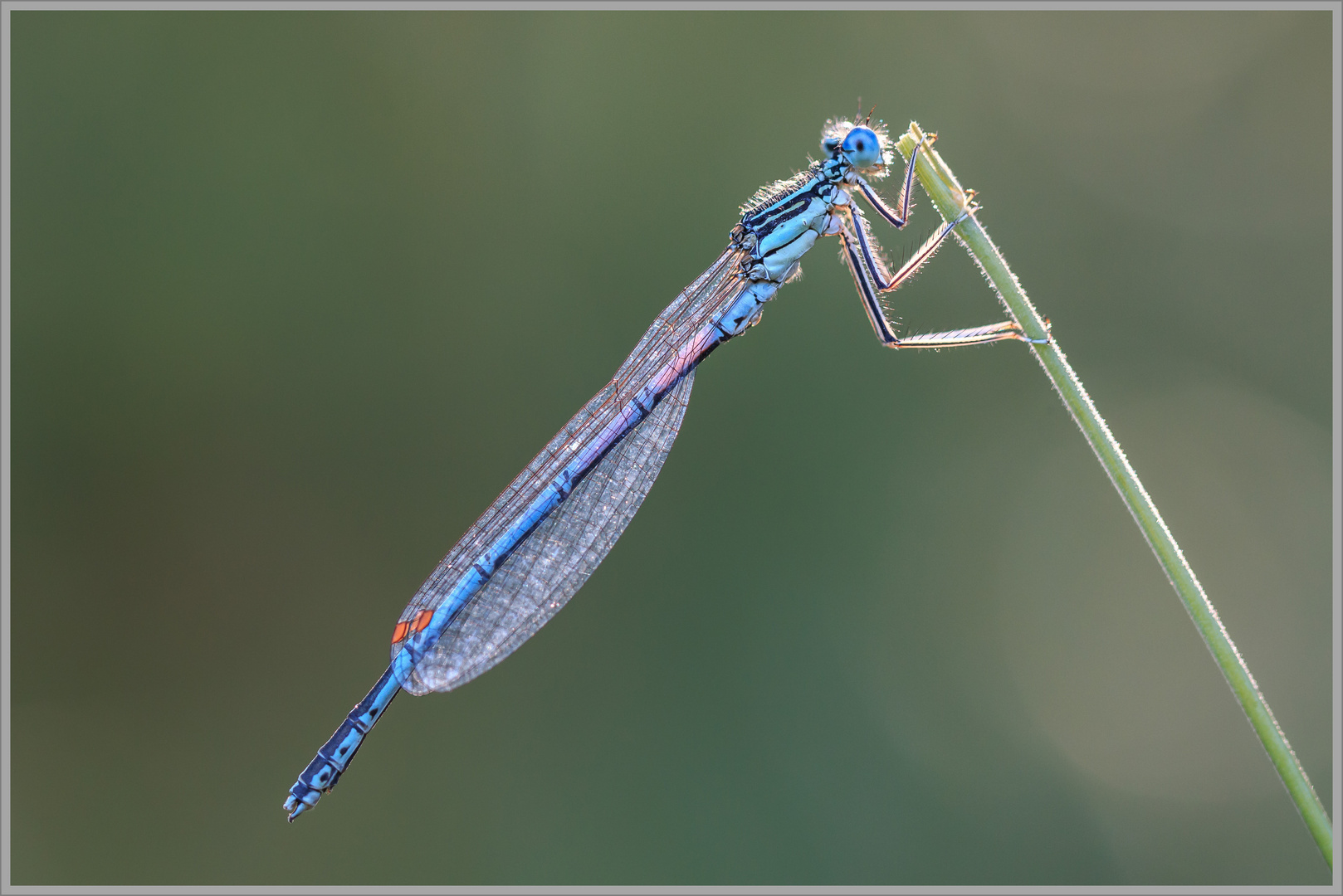 Azur Jungfer Libelle