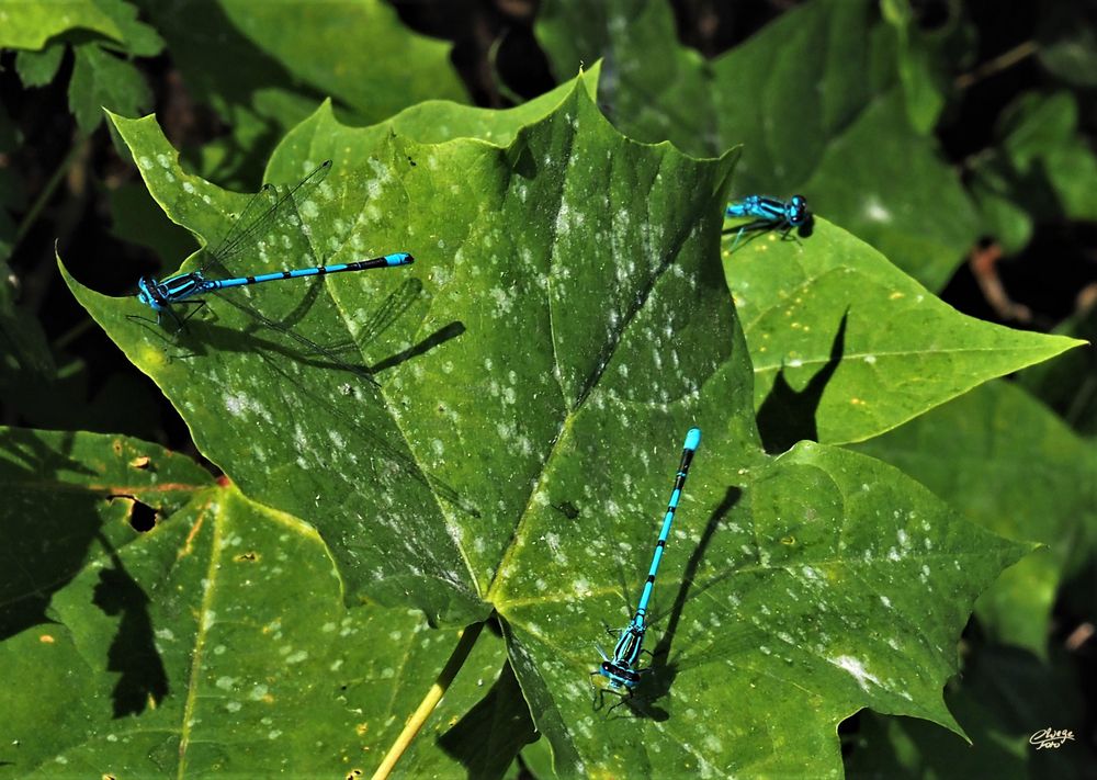 Azurblau... Foto & Bild natur, insekten, tiere Bilder auf