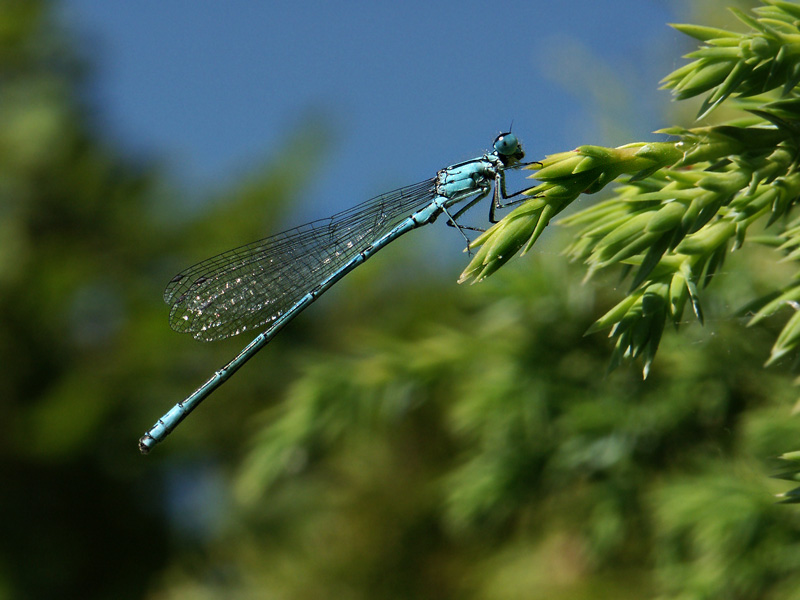 AZURBLAU....