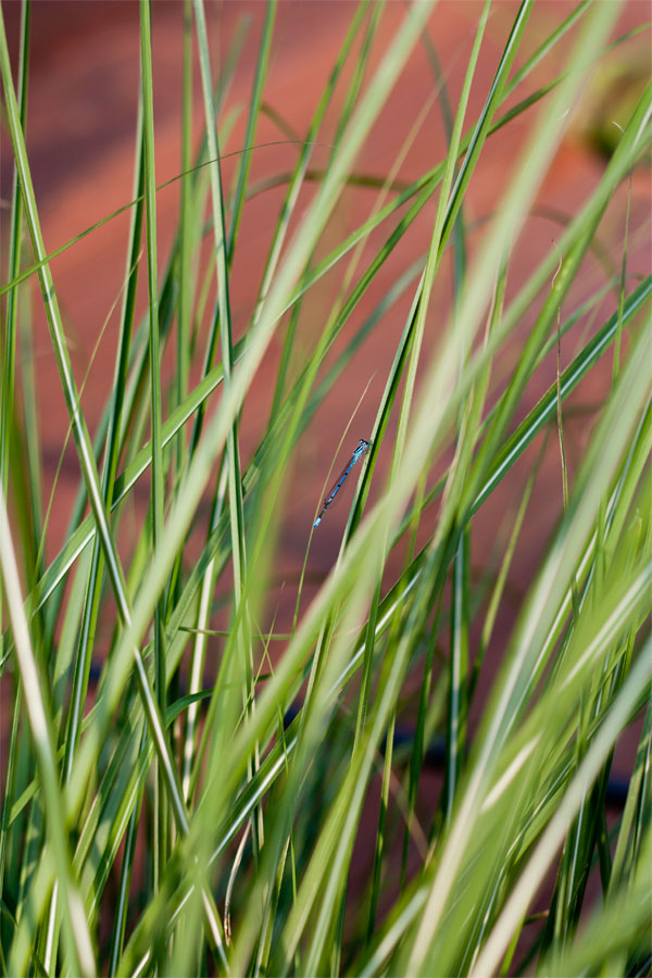 Azurblau