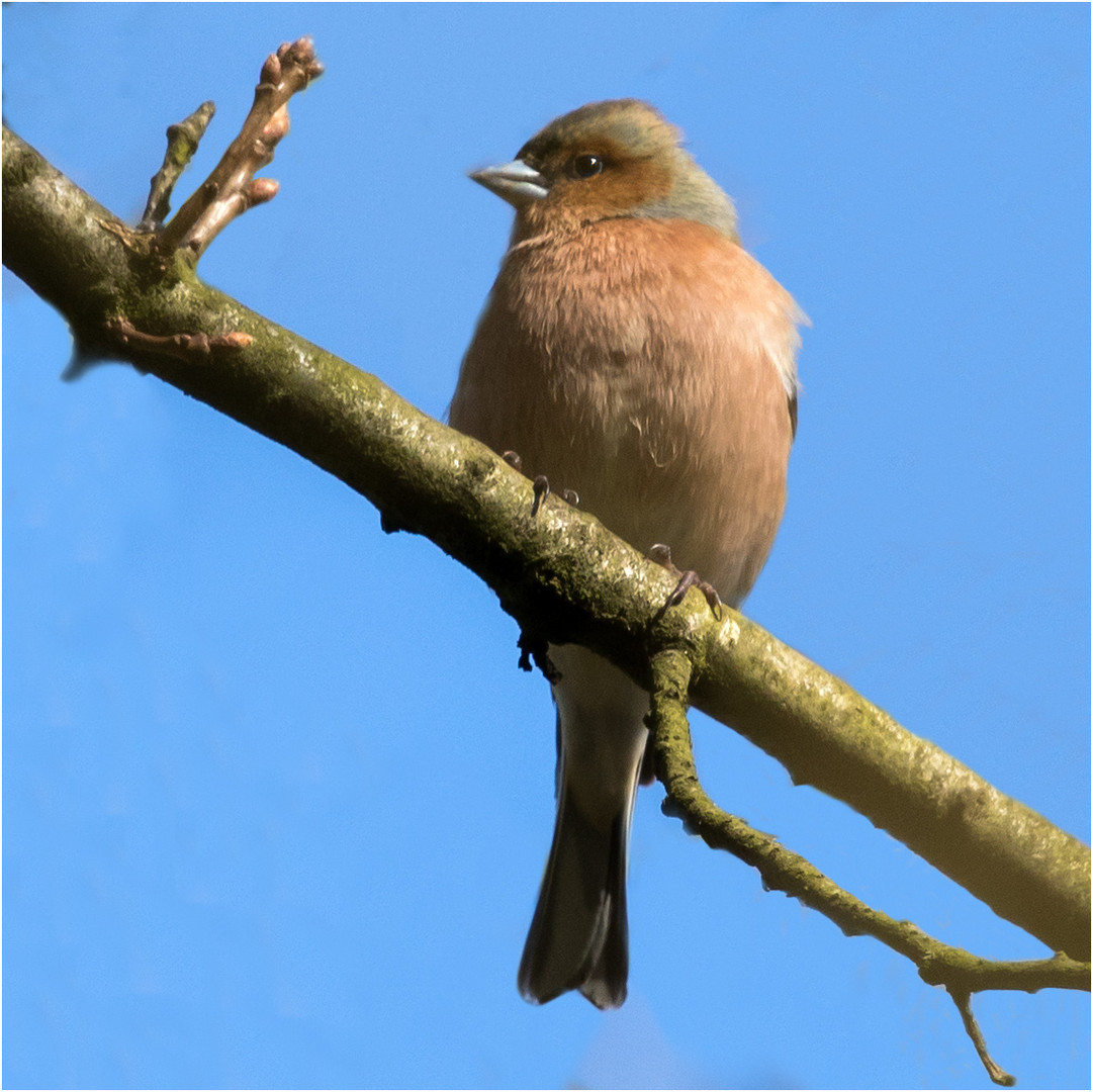 azurblau war der Hintergrund