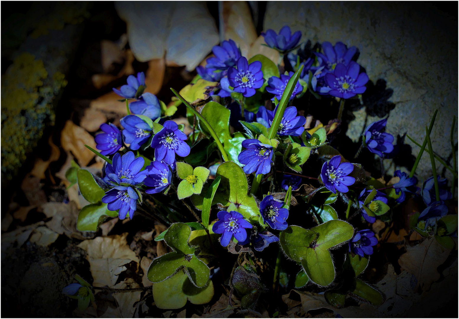 Azurblaue Leberblümchen